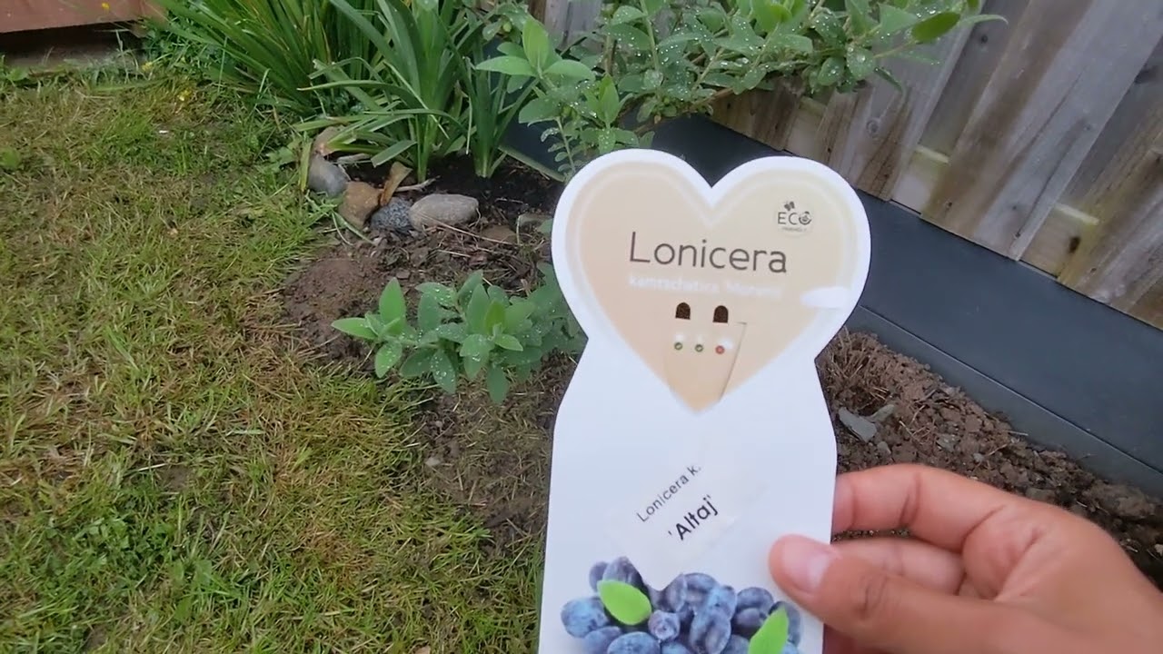 Bal Yemişi [Sibirya Mavi Yemişi] Haskap Berry Güncelleme Videosu, Mayıs 2022.