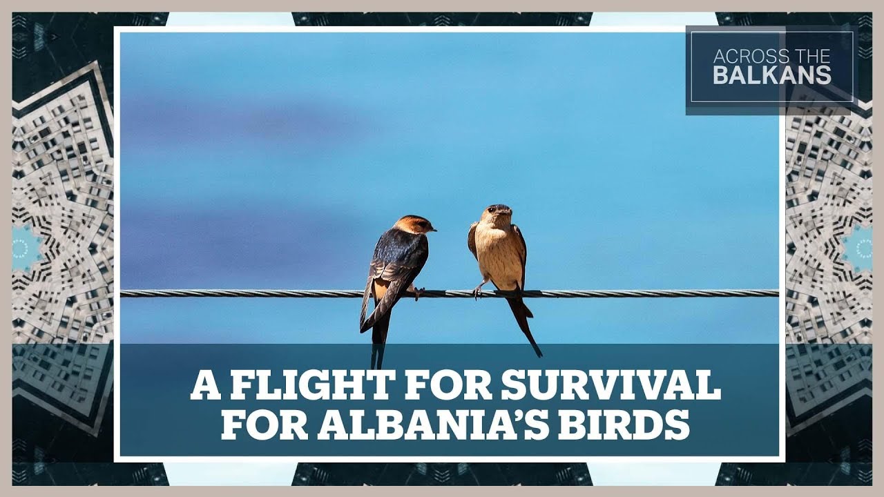 Why Are Migratory Bird Habitats in Albania Being Upended?