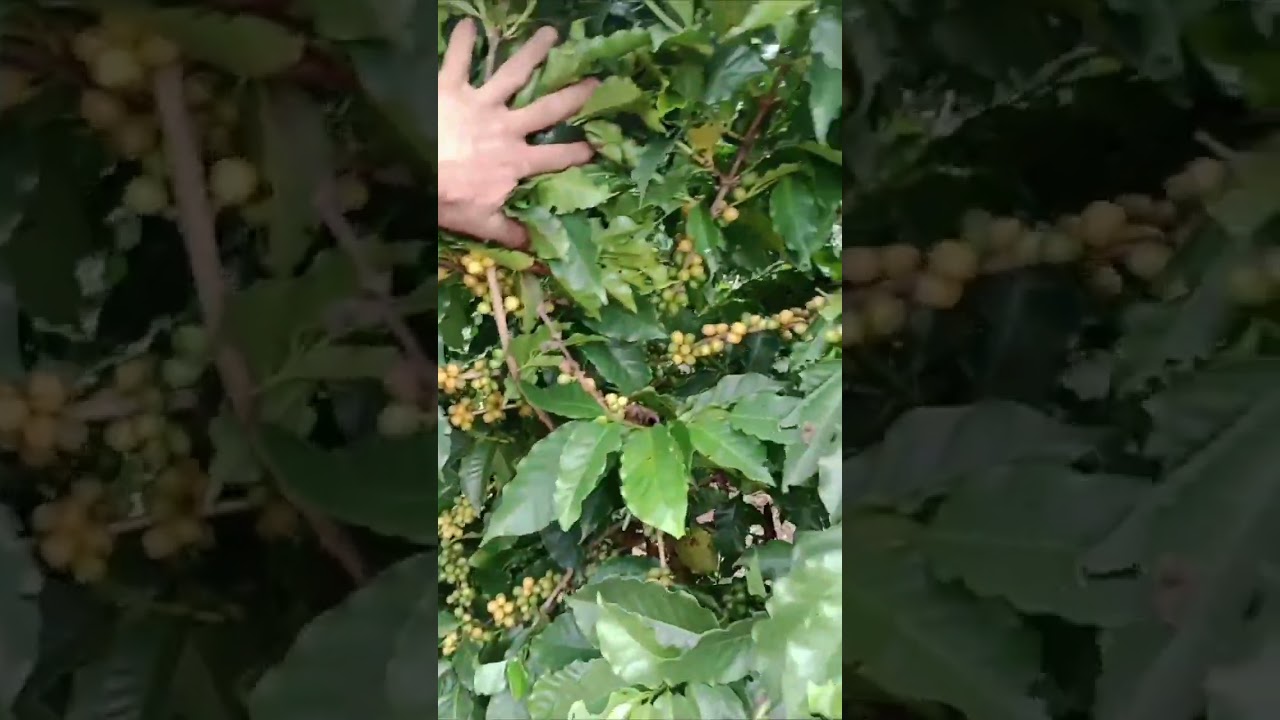 produtividade da cultivar arar&aacute; 3 anos de idade