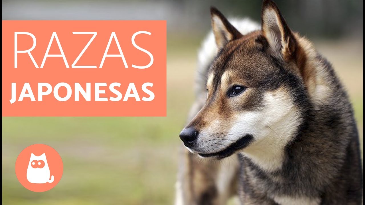 10 razas de PERROS JAPONESES
