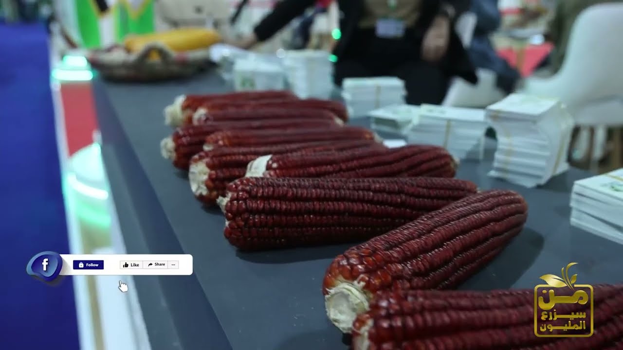 تكنو سيدز تبهر زوار صحارى بأصناف الذرة .. والياقوت أول صنف ذرة أحمر في مصر والشرق الأوسط