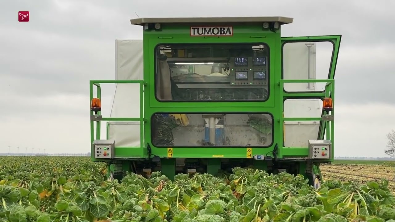 Broers in Zeewolde hebben eerste automatische spruitenplukmachine ter wereld