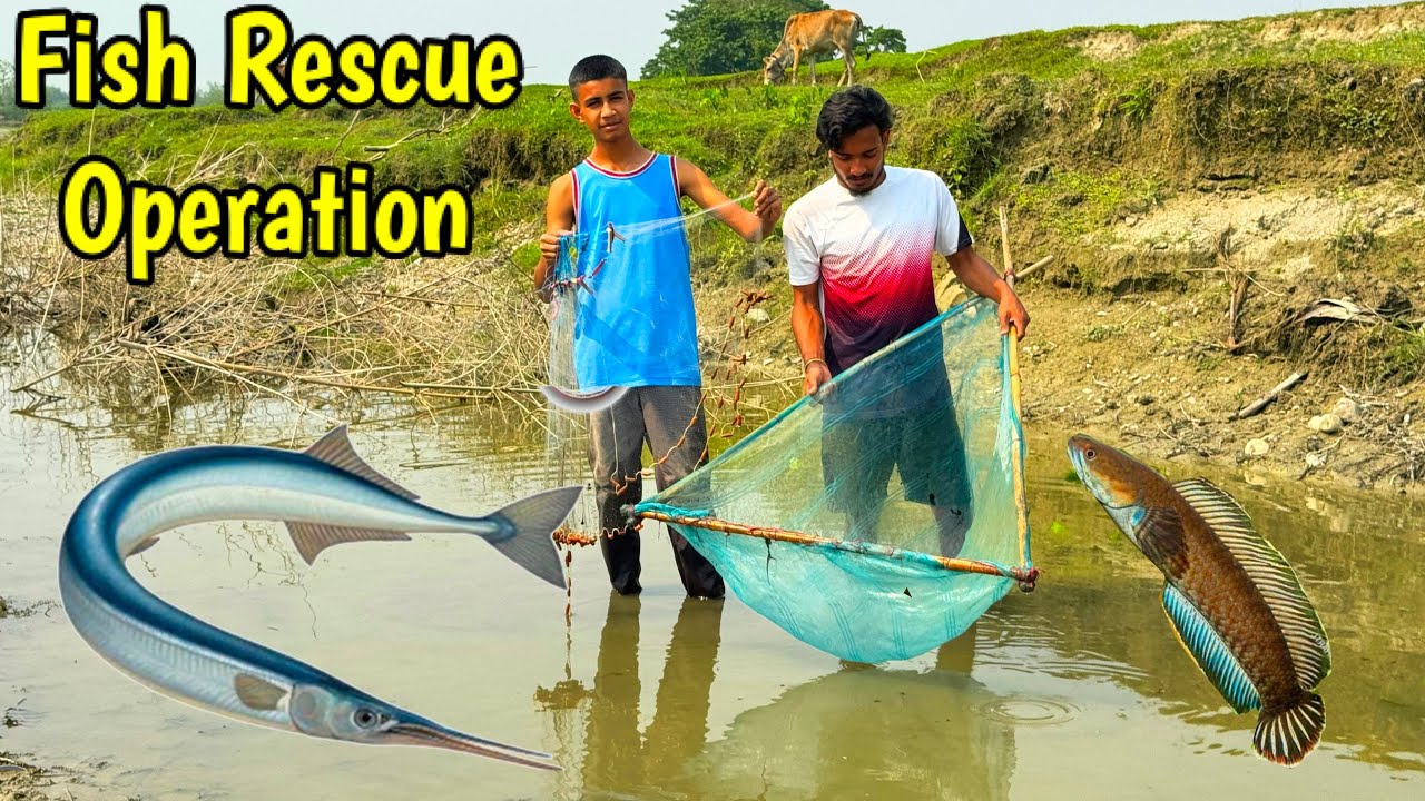 Rescued Indian Gar😢, Crabs, Snakehead, Channa Fish and many more from a drying river🙏