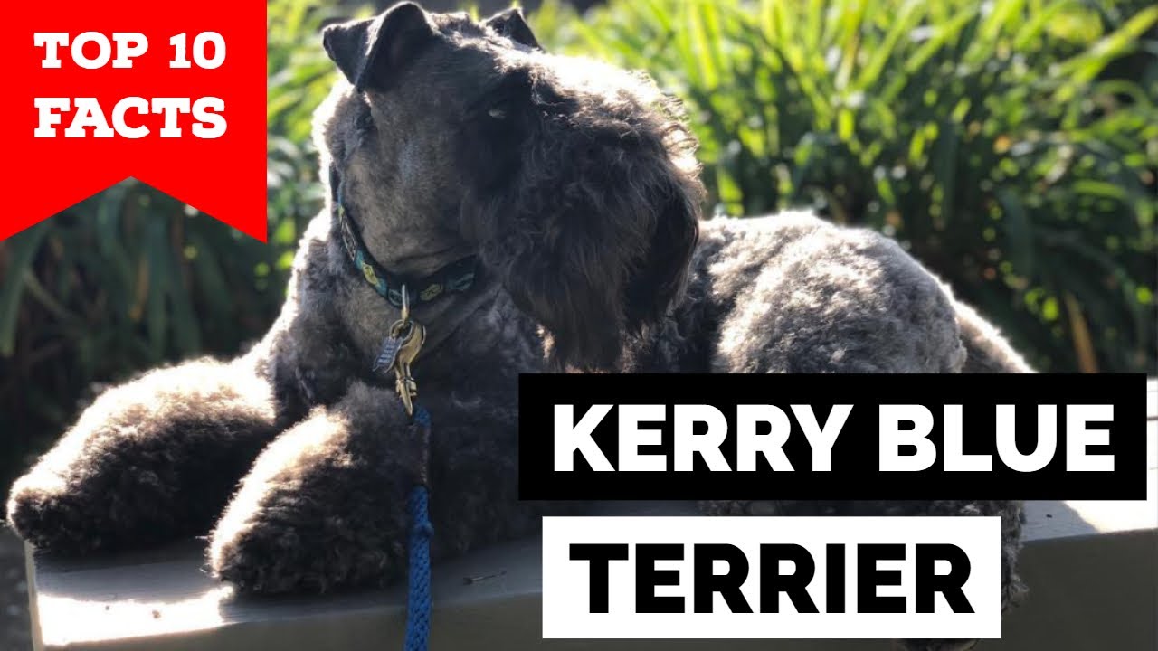 Kerry Blue Terrier - Top 10 Facts