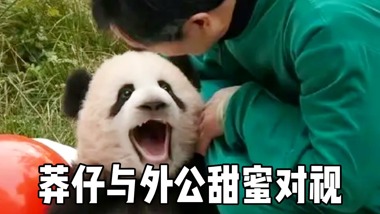 莽仔幼时与外公甜蜜对视，与小五如出一辙，从小美到大名不虚传！【你好大熊猫】