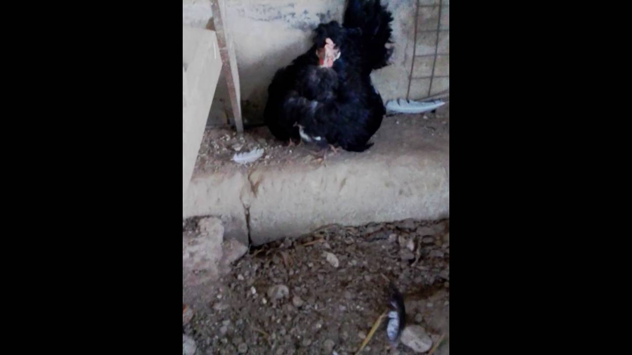 Chioccia collo nudo lucano