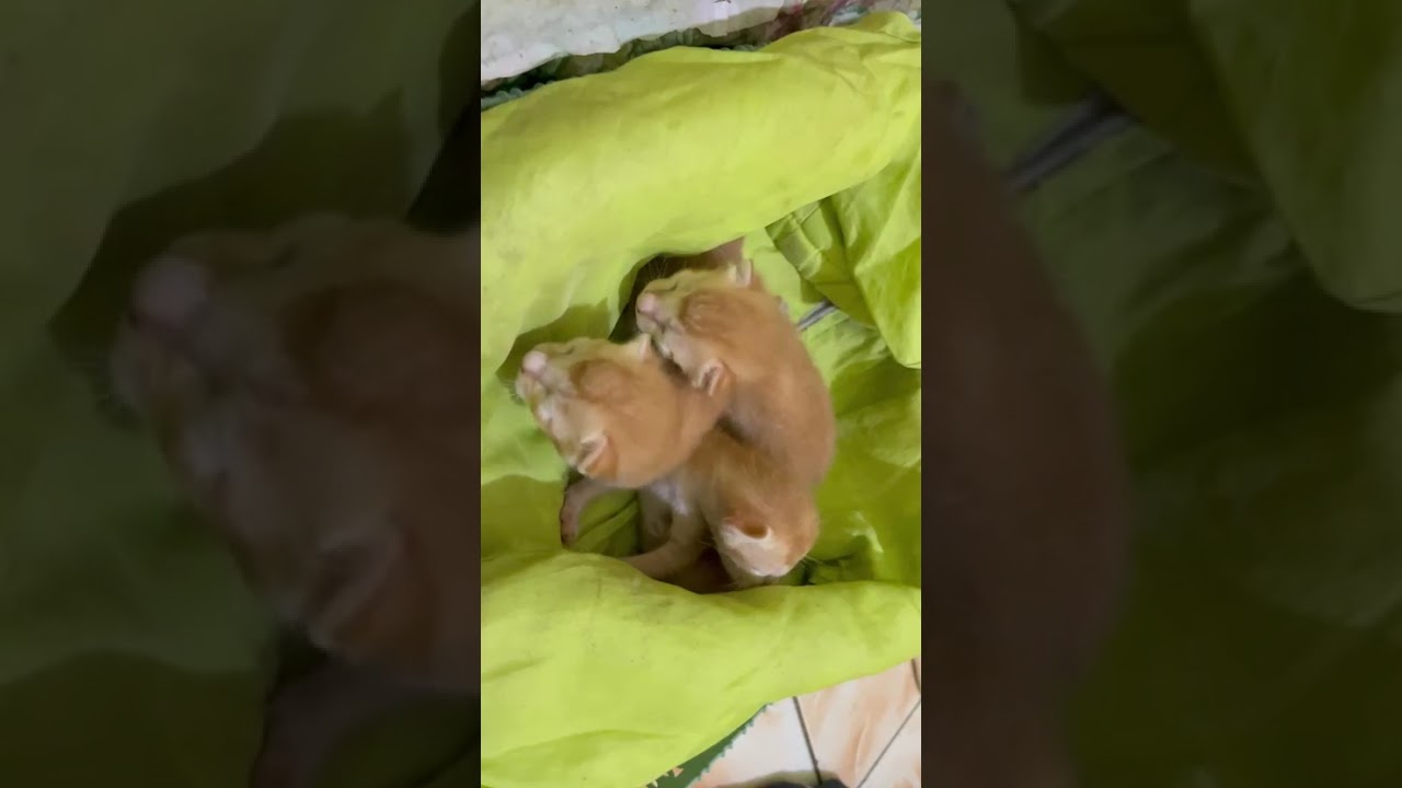 Loyal componion cats for kids. (Kucing setia pada anaknya)#cat #cute #funny #fyp #videoviral 