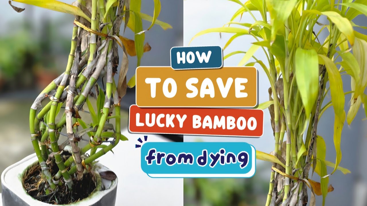 HOW TO SAVE LUCKY BAMBOO FROM DYING || 2 METHODS REVEAL