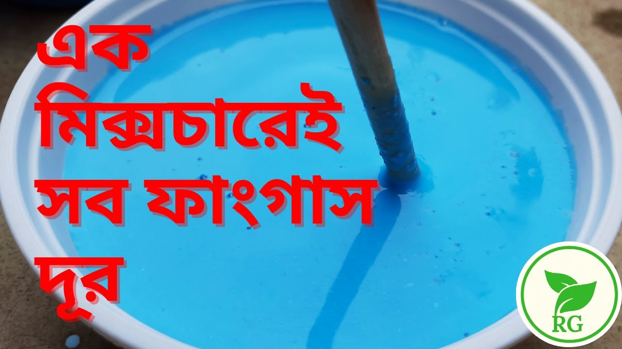 ঘরে তৈরি 'জৈব ফাংগিসাইডে' সব ফাংগাস দূর | Preparation of Bordeaux or Bordo Mixture | RAJ Gardens