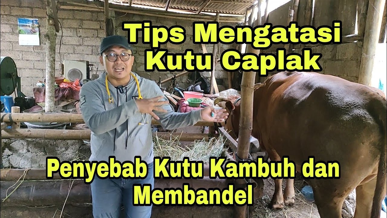Mengatasi Penyakit Caplak pada Sapi