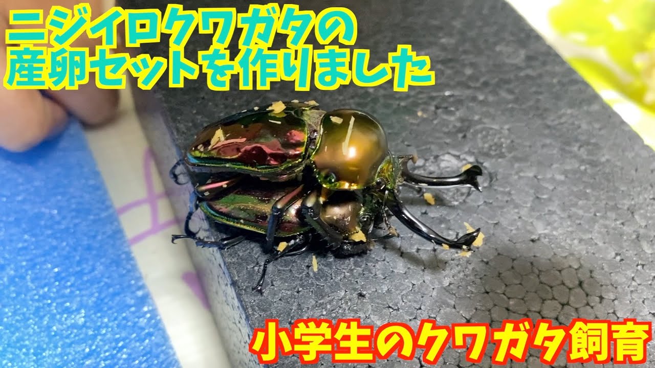 【ニジイロクワガタ】小学生ブリーダーがニジイロクワガタの産卵セットを作ってみました