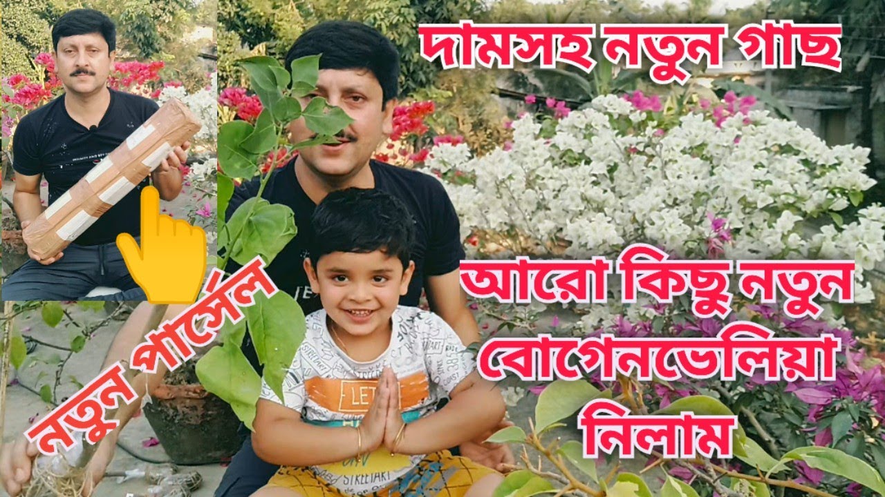 নতুন গাছ কিনলাম (দাম ও আই ডি সহ আনবক্সিং) বাগানবিলাসে ফুল শেষ? এখনো ফুল আসছে না? My Garden Raju Paul