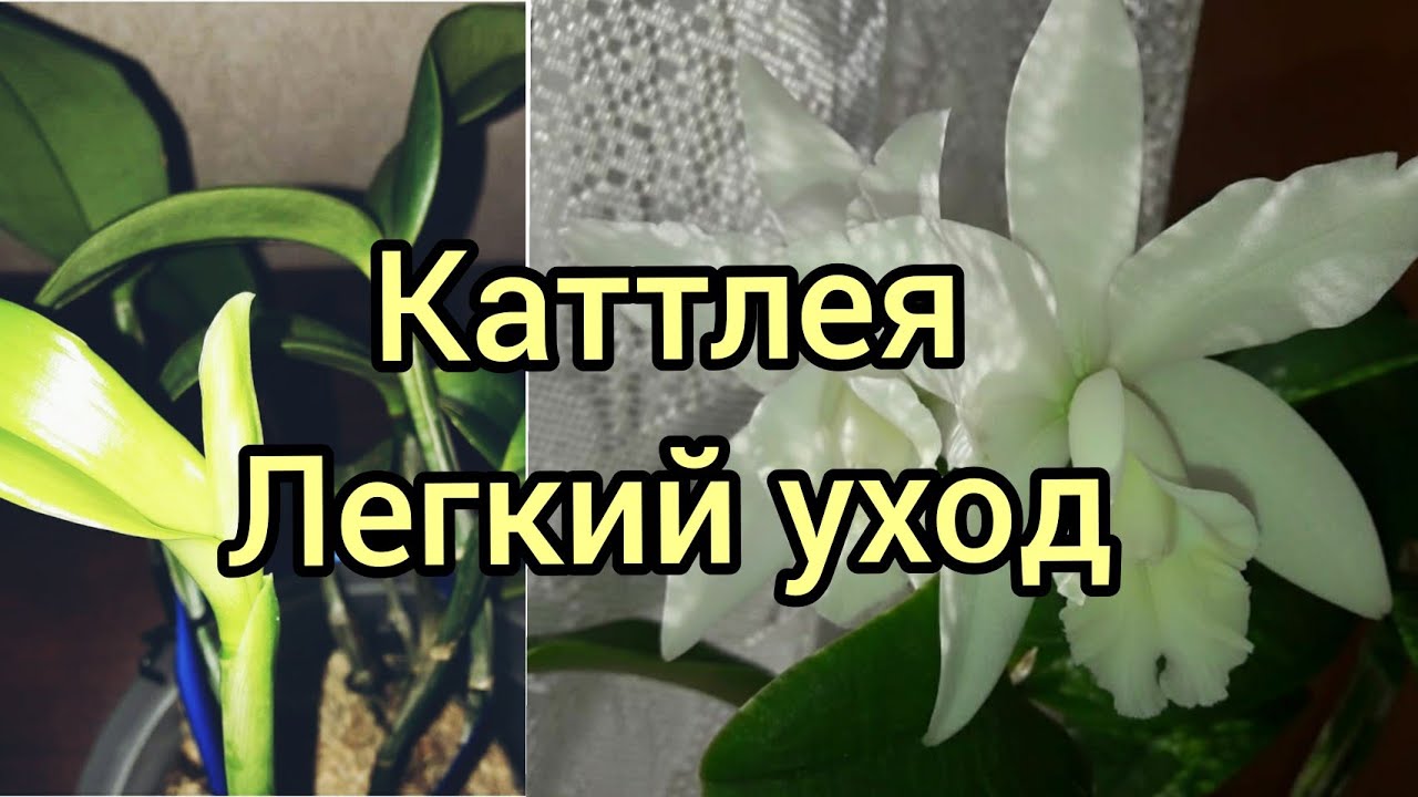 Каттлея. Уход в моих домашних условиях.  Полив. Ошибки.  Почему не цветет???!!!