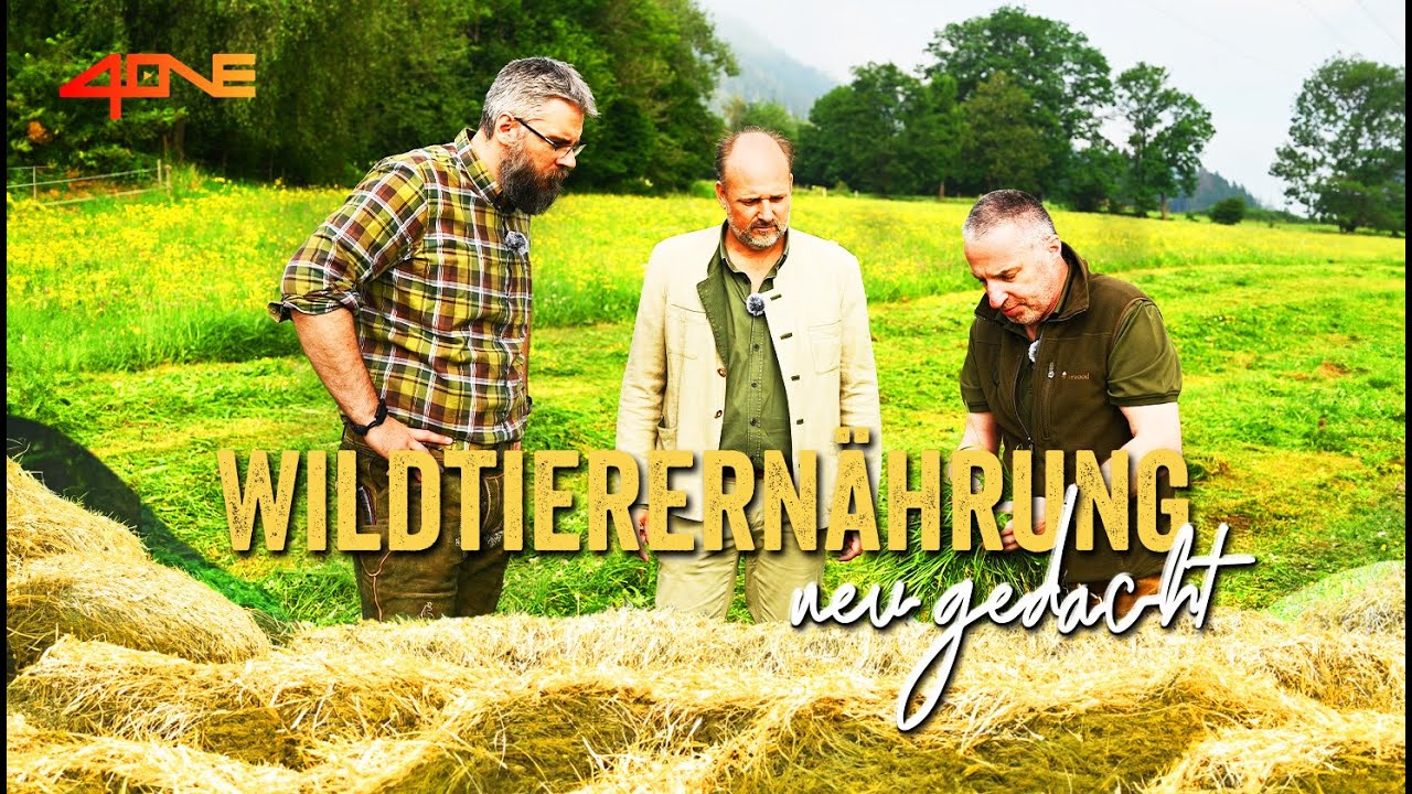 Wildtierernährung neu gedacht – Gewinnung und sensorische Beurteilung von Rehheu - TEIL 2