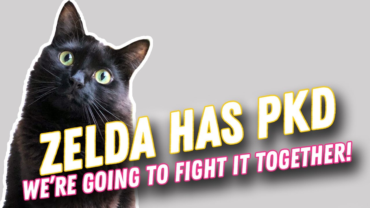 Zelda Has Polycystic Kidney Disease | PKD in Cats 😿😿