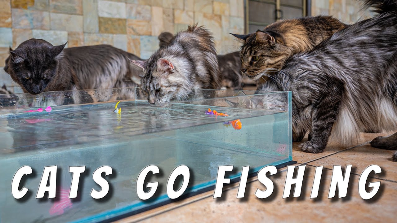 Cats go fishing | Do Maine Coon cats really like water?