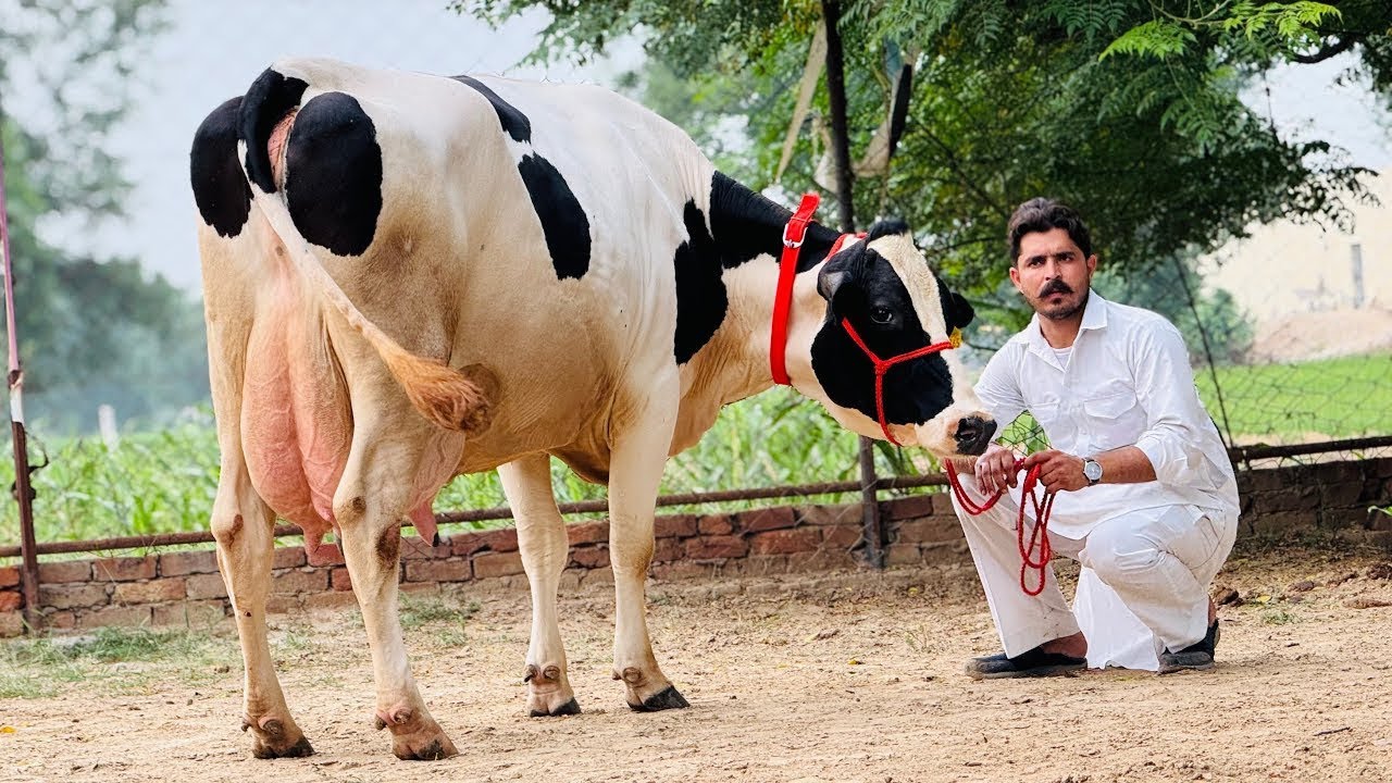 Hi-Tech Dairy Farming Breed || Higher Yield Milking || Gurwinder Dairy Farm