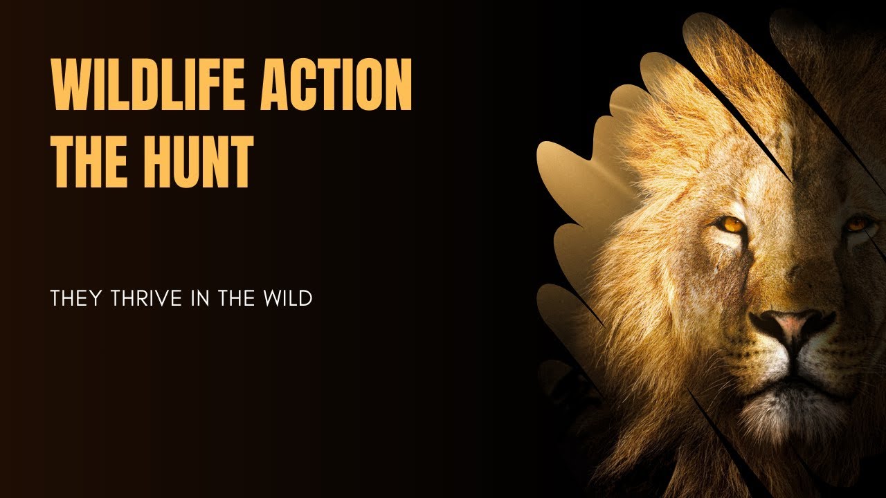 WILDLIFE ACTION | THE HUNT FOR FOOD