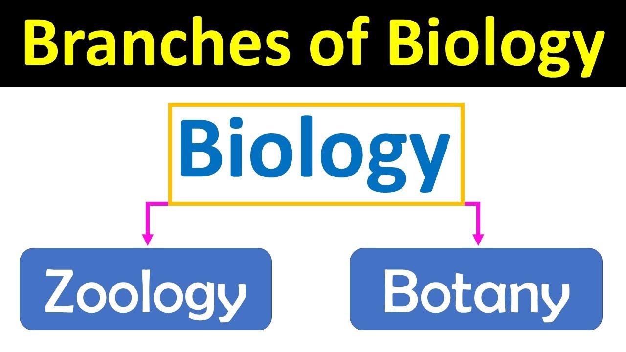 Branches of Biology | Main biology branches