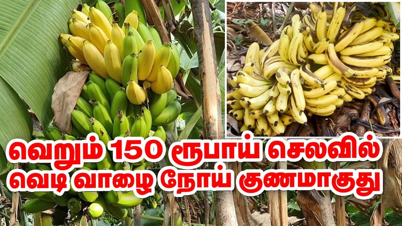 வாழை நோய்க்கு வெறும் 150 ரூபாய் செலவில் மருந்து... அசத்தும் தேனி மருத்துவர்! #Banana