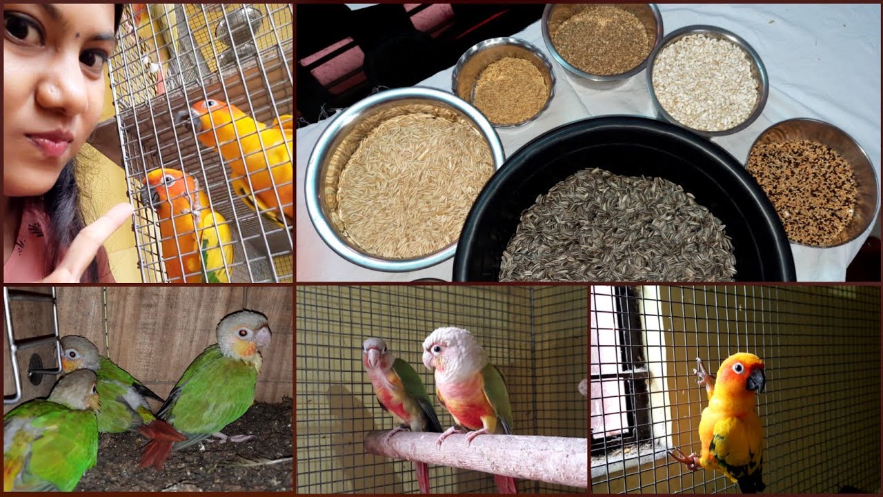 Seed Mix For Good Breeding||Seeds for Small Conure,Yellow Sided Conure,Pineapple Conure & Sun Conure
