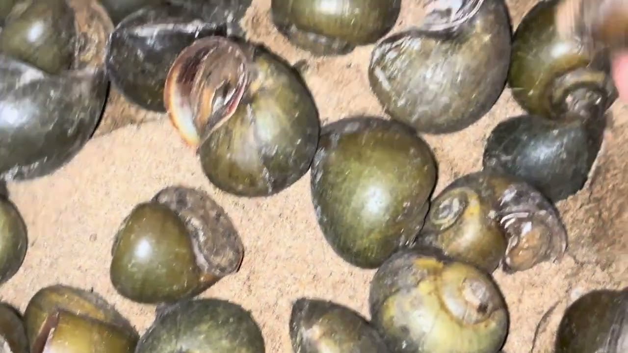 #Ốc gác bếp còn gọi Ốc dùi đất