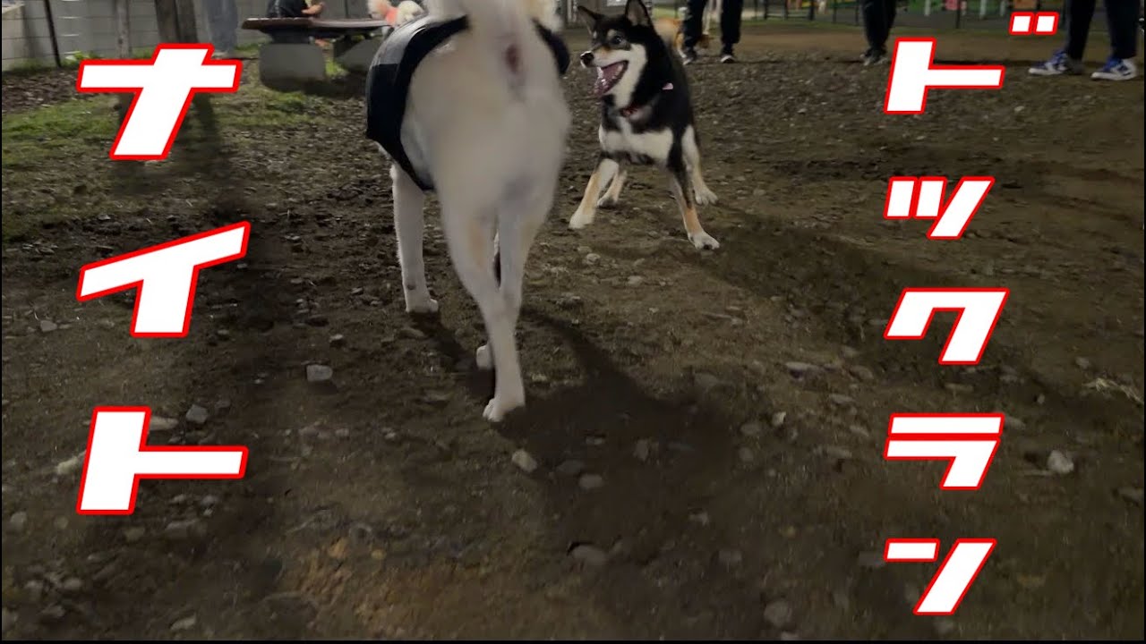 【ナイトドックラン】3色柴犬揃ったよー🐕