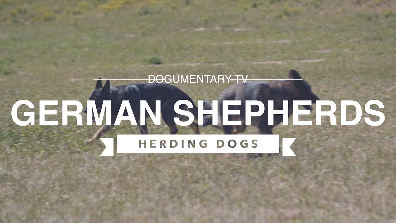 GERMAN SHEPHERDS HERDING