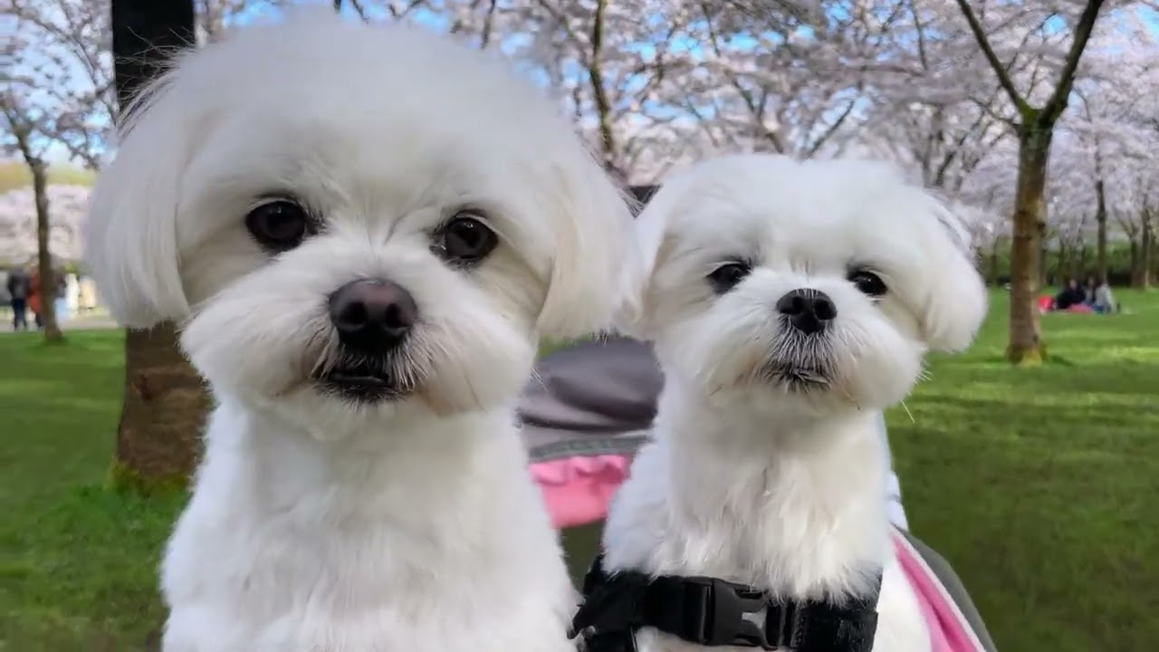 My Maltese Puppies First Year In Their New Home