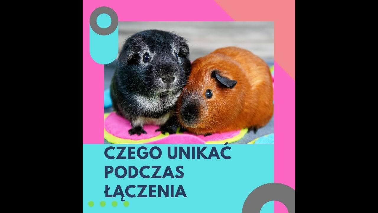 Czego unikać podczas łączenia świnek morskich