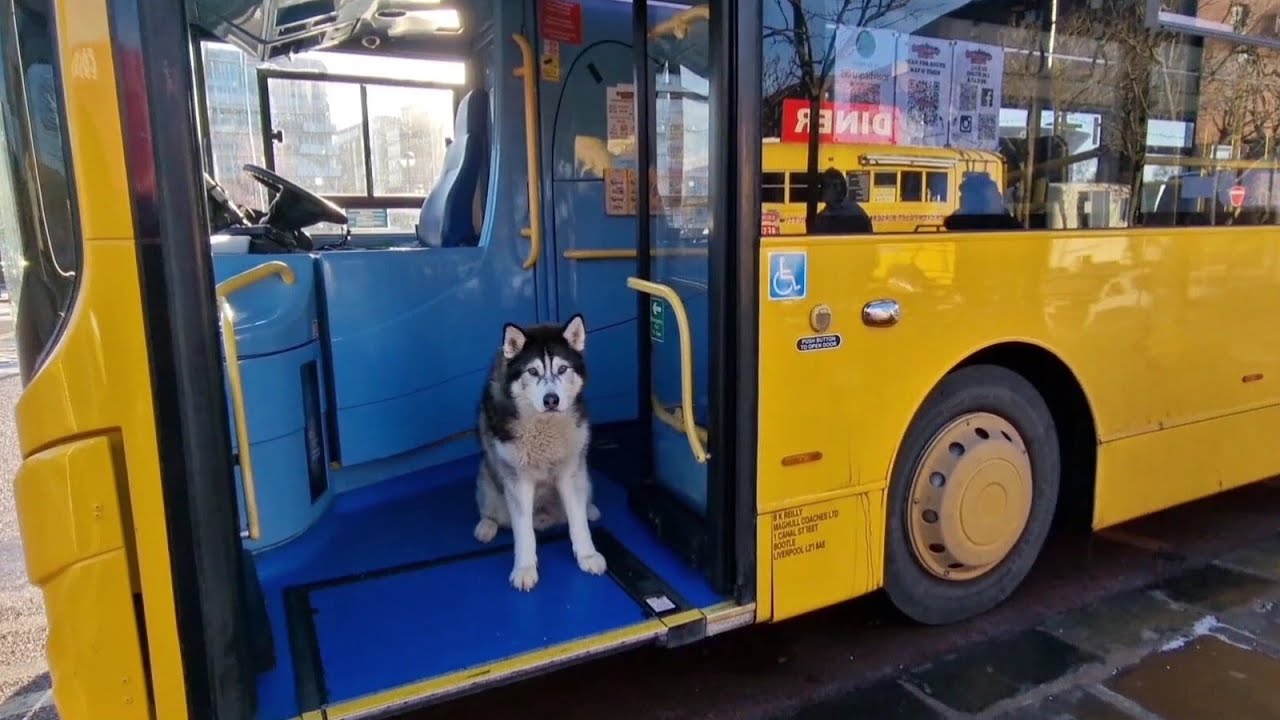 Husky Gets A Private Bus Tour of Liverpool