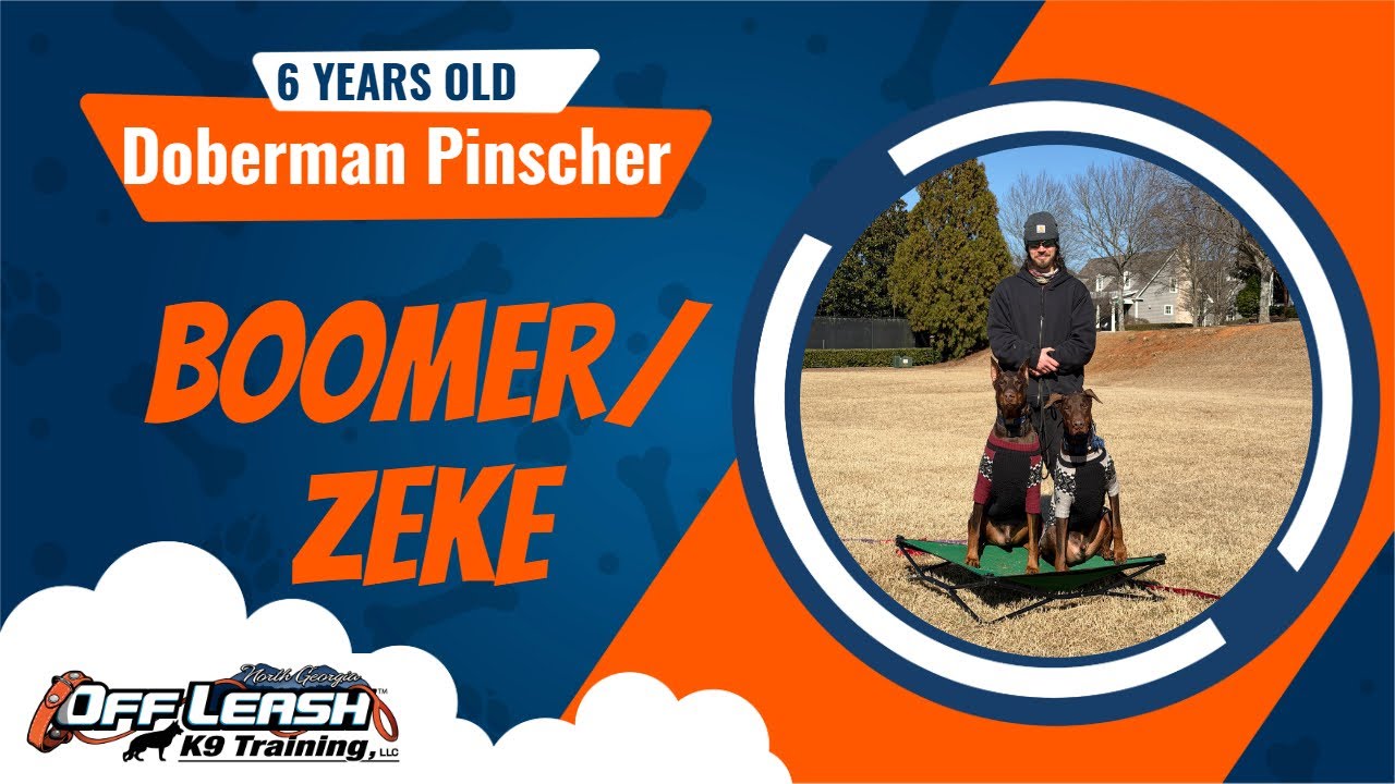 Boomer & Zeke | 6-Year-Old Doberman Pinschers Complete 2-Week Board & Train Transformation