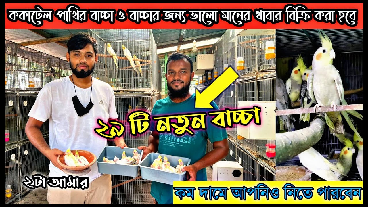 বিশাল ককাটেল পাখির ফার্মের ব্রীডিং প্রগ্রেস | cockatiel bird tem |ককাটেল পাখির বাচ্চা|