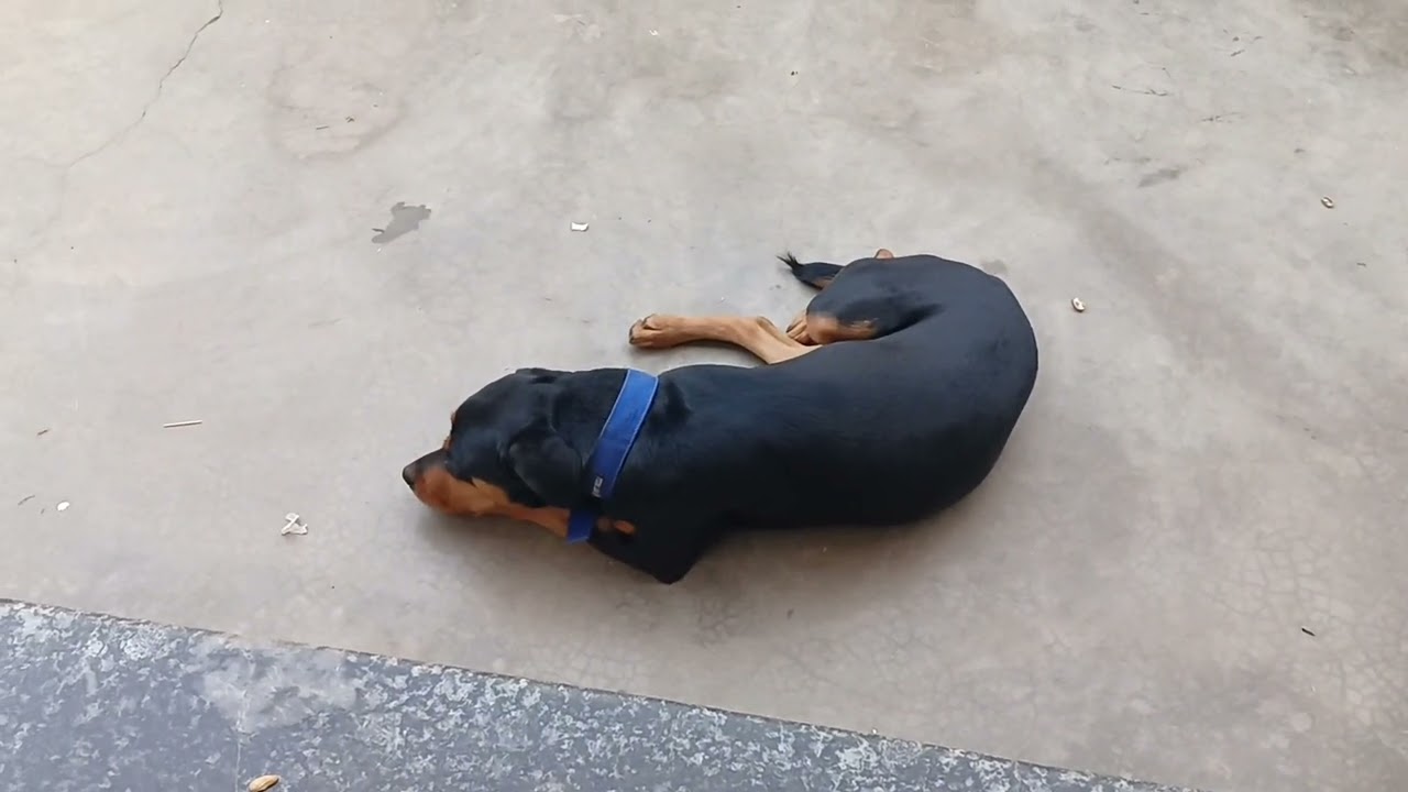 Dolly bahot accha se baithi hai 🐕😘#youtube #video #rottweiler #dog#lover 