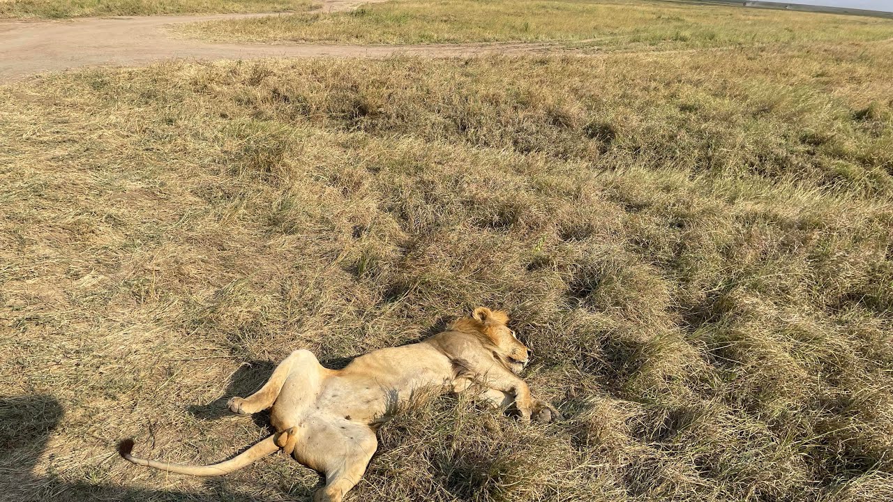 Tanzania Serengeti Trip