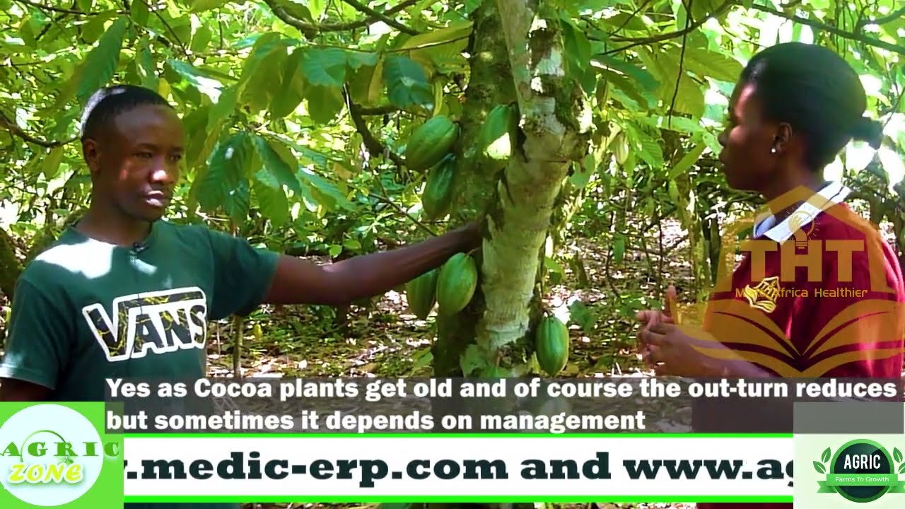 HOW COCOA FARMING MADE ME SUPER RICH 