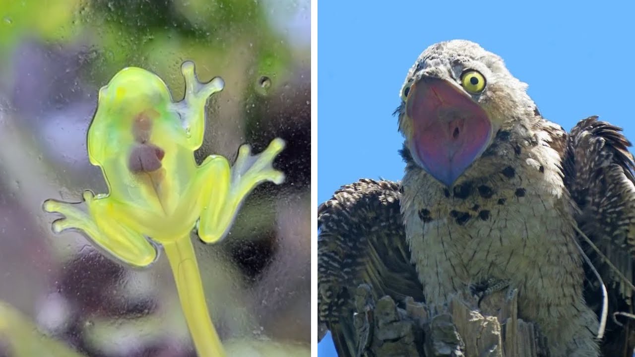 10 of Nature’s Strangest Creatures: Cute, Creepy & Totally Real