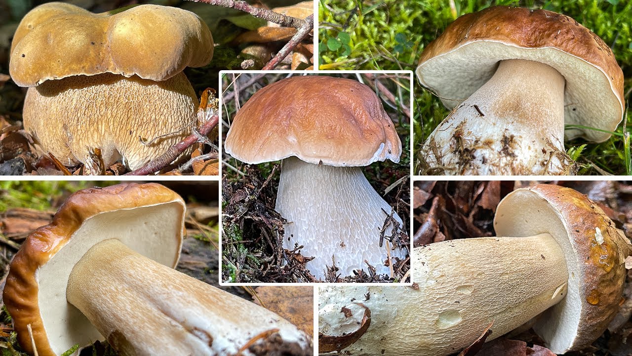 Verrücktes Steinpilzjahr | Sommersteinpilze im Mai & November | Fichtensteinpilze in Dauerschleife