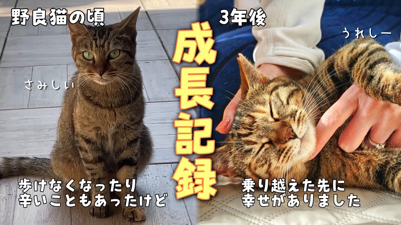 ひとりぼっちで家族を探し続けた子猫の3年間成長記録