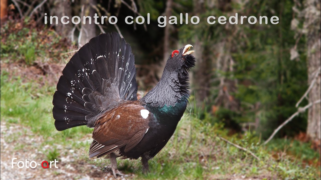 Gallo cedrone ( Tetrao urogallus ) incontro nel bosco