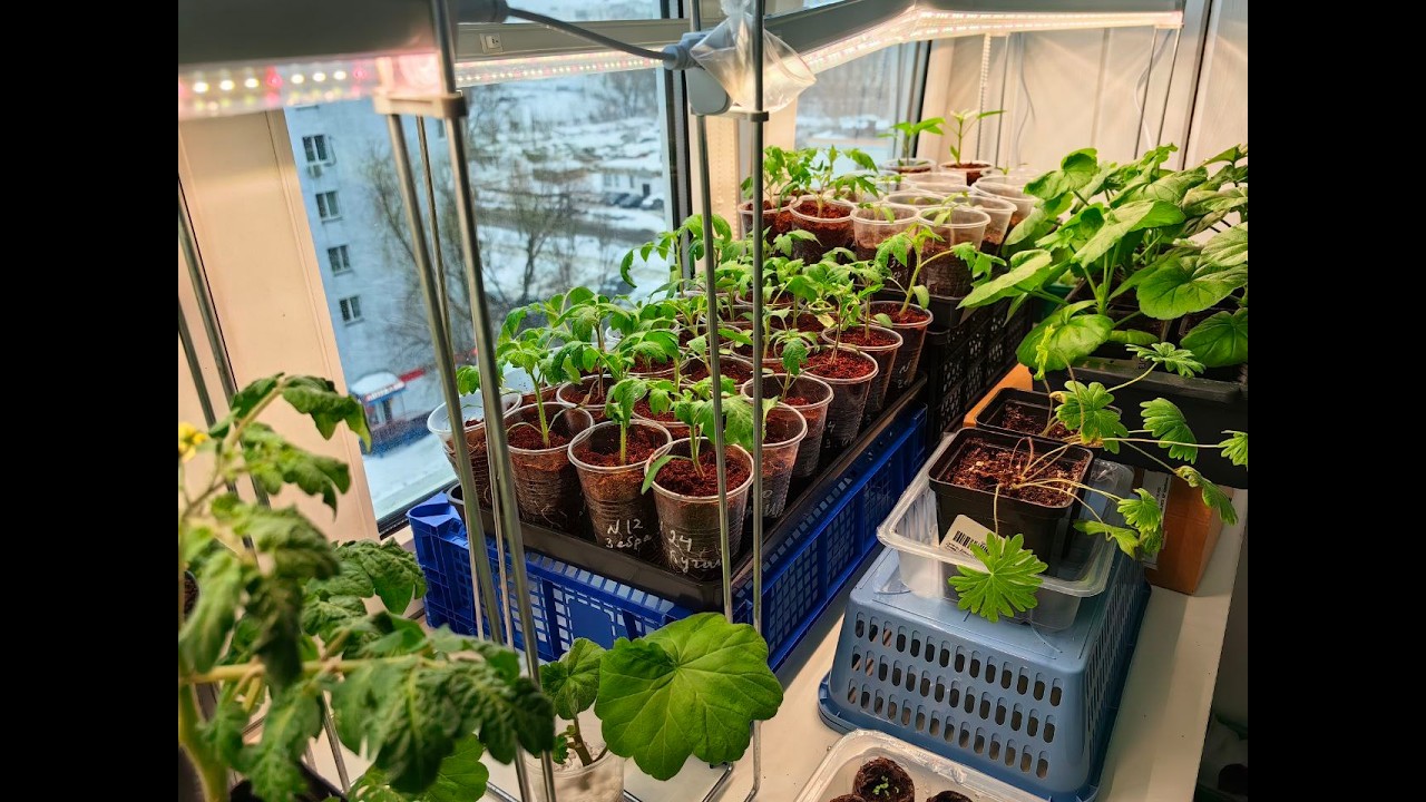 2 марта 26 Обзор Рассады Томаты Перец Цветы