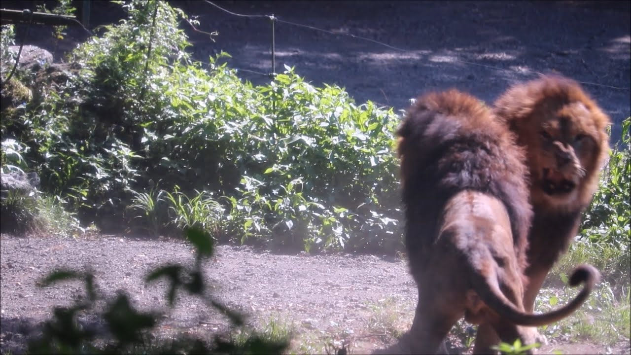 2020/08 ライオンバトル 逃げるのが遅すぎた  in  富士サファリパーク
