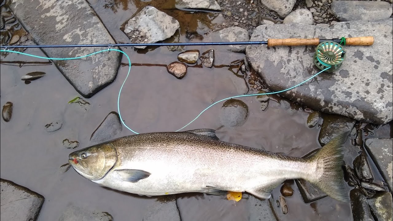 Part 1 - Oct. 5, 2024 - 13hrs on the River - Salmon River, Pulaski NY - Too Many Fish to Count