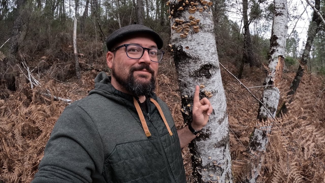 Allume feu naturel : Cet arbre est magique !