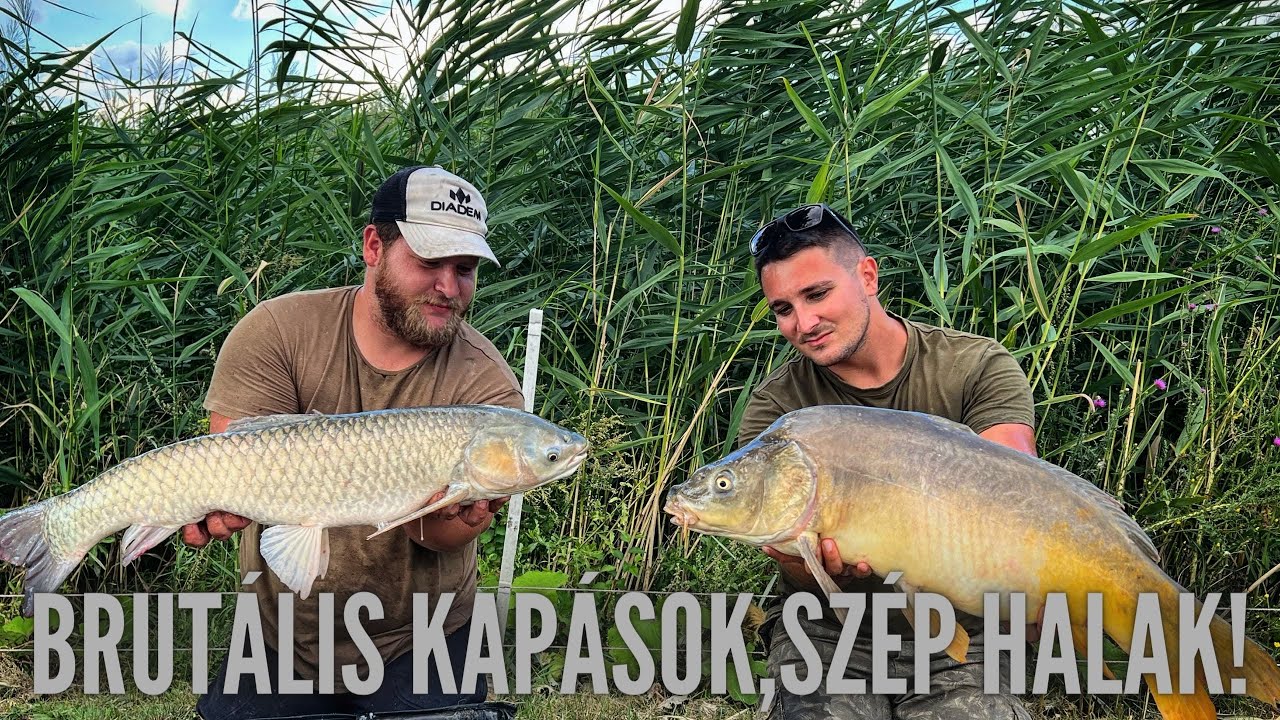 Ponty, amur horgászat! Brutál húzós kapásokkal! 😱❗🐟