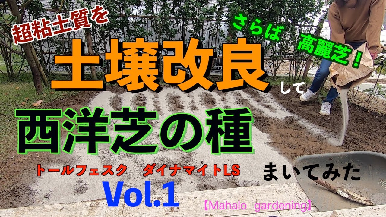 【高麗芝から西洋芝へ】超粘土質を土壌改良して西洋芝の種を撒いてみた！vol.1