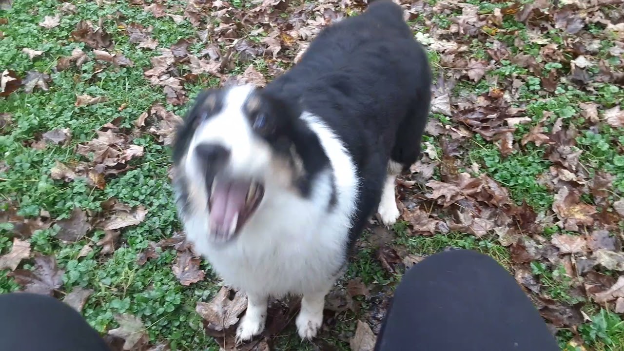 Backyard Playtime