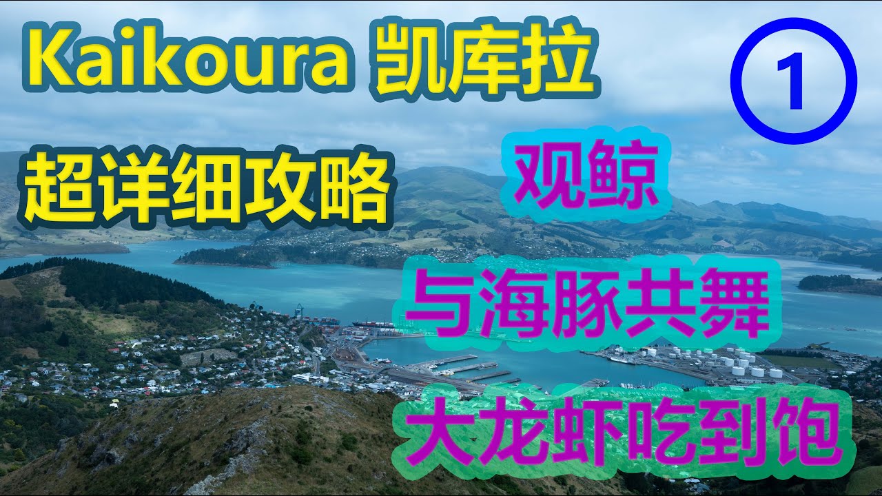 南岛 Kaikoura 凯库拉 超详细攻略 | 看鲸鱼 海豚 海豹 吃大龙虾 总结所有花费 Vlog 1