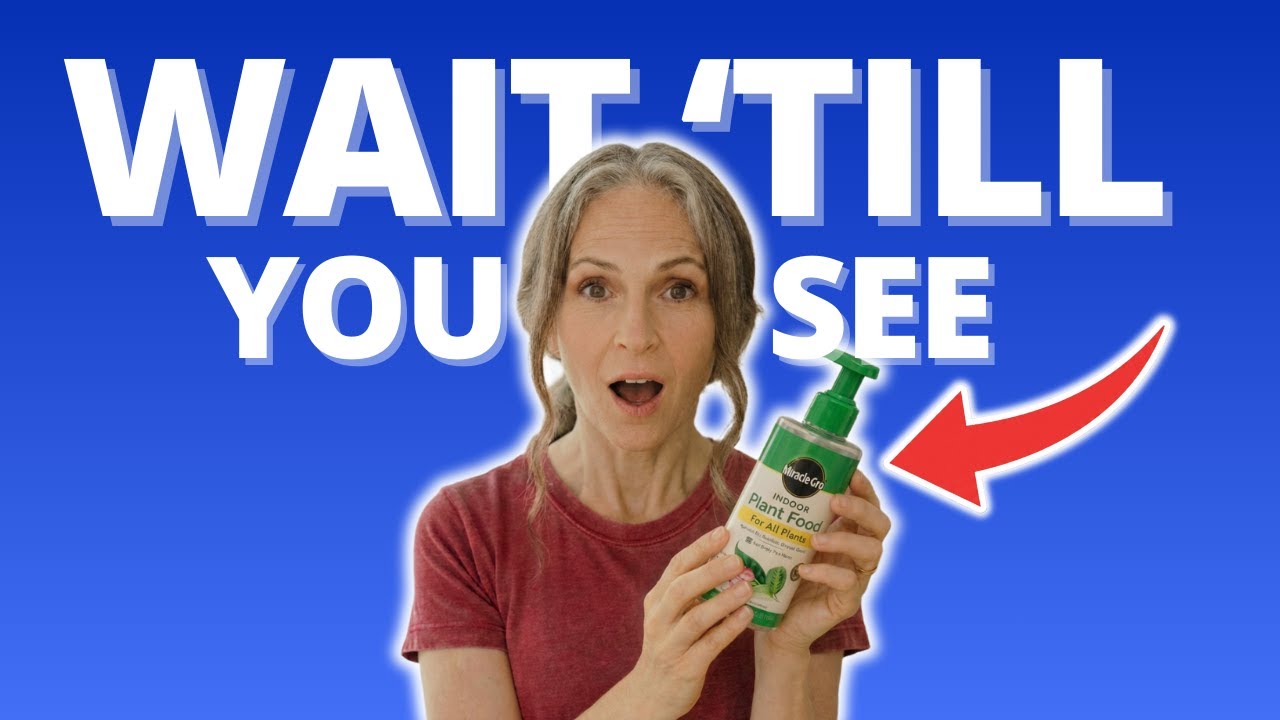 Благодаря этому эти комнатные растения прекрасно себя чувствуют.