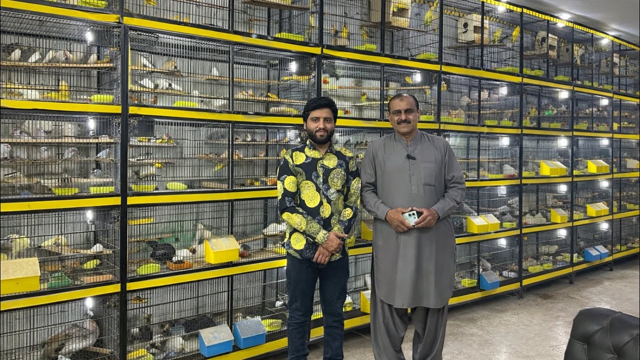 Multan Sunday Birds Market 01 Marach 2026 | multan birds market latest update | Mustaq Ahamad |